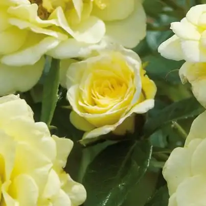 Rosa Summertime - galben - trandafiri târâtori și cățărători, Climber